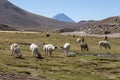 Drove of llamas - Chile