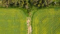 view over yellowing, flowering Canola fields with tracks running thru and bordered by native Australian trees, Victoria