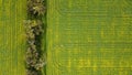 view over yellowing, flowering Canola fields with tracks running thru and bordered by native Australian trees, Victoria