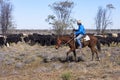 Drover herding cattle in outback Queensland Australia