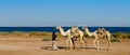 Driver leads a herd of three camels along the coast