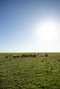 Drovers or cowboys herding a herd of black cows Royalty Free Stock Photo