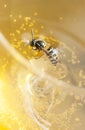 Drown wasp in a wine