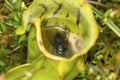 Drowned flies in fluid of a pitcher plant leaf.