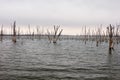 The drowned forest at Cedar Bluff Reservoir