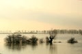 Drowned trees in dutch fore-lands Royalty Free Stock Photo