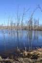 Drowned trees in flooded marsh along hiking trail at Matchedash Bay