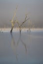 Drowned Trees Royalty Free Stock Photo