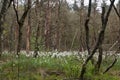 Drowning forest Royalty Free Stock Photo