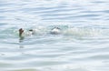 Drowning woman in a water asking for help.Woman in the sea. Safe swimming concept photo. Safety concept. Stay safe in the water. E Royalty Free Stock Photo