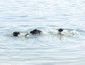 Drowning woman in a water asking for help.Woman in the sea. Safe swimming concept photo. Safety concept. Stay safe in the water. E Royalty Free Stock Photo