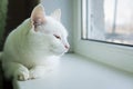 Drowsy cat on windowsill Royalty Free Stock Photo