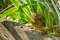 Drowsy chick waits for the feeding. Common blackbird in natural habitat. Photohunting Royalty Free Stock Photo