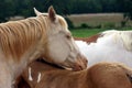 Drowsy Horse Royalty Free Stock Photo