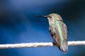 Sleepy Little Hummingbird Perched on a Piece of White Clothesline