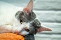 Drowsy lonely cat Royalty Free Stock Photo