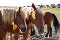 drowsy Palomino horses dozing on the green meadow on the shores of Baltrum Island in the North Sea (Baltrum in Germany)