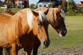 drowsy Palomino horses dozing on the green meadow on the shores of Baltrum Island in the North Sea (Baltrum in Germany)