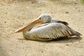 Wild bird. Drowsy pelican Royalty Free Stock Photo
