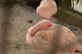 Drowsy pink flamingo in zoo cage Royalty Free Stock Photo
