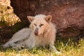 Drowsy White Wolf Resting in the Summer Shade Royalty Free Stock Photo