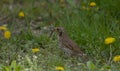 Drozd Ãâºpiewak,Turdus philomelos ,collecting food for their chicks Royalty Free Stock Photo