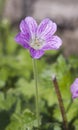 Druce's Crane's-bill ( Geranium x oxonianum)