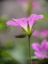 Druce's cranesbill, Geranium x oxonianum. Garden escape plant. Backlit profile.