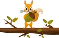 Cute cartoon squirrel Holding Acorn. Funny little brown squirrel collection. Emotion little animal. Cartoon animal character desig