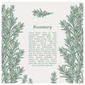 Sprig of rosemary. Design template. Vector illustration. Retro style.