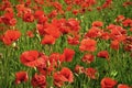 Drug and love intoxication, opium, medicinal. Summer and spring, landscape, poppy seed Remembrance day Anzac Day