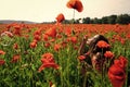 Drug, opium, narcotics. Woman blow bubble in poppy field, dreams, wishes.