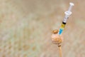 Drug opium poppy inside the syringe. Deadly drug addiction Royalty Free Stock Photo