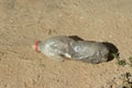 Drug use concept. Cheap drugs for poor people. Using synthetic drugs through a plastic bottle on the street