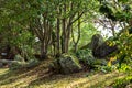 Druid forest in aint-Quay Portrieux, Cotes d\'Armor, Brittany, France