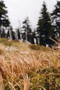Druied grass on the mountain trail during atumn season. Royalty Free Stock Photo