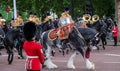 Drum horse at the Trooping the Colour, annual military parade in London, UK.