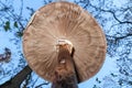 Drum mallet detail close up nature natural composition poisonous