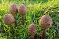 Drum mallet detail close up nature natural composition poisonous