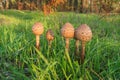 Drum mallet detail close up nature natural composition poisonous