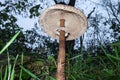 Drum mallet detail close up nature natural composition poisonous