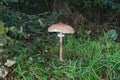 Drum mallet detail close up nature natural composition poisonous