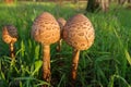 Drum mallet detail close up nature natural composition poisonous