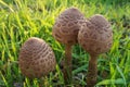 Drum mallet detail close up nature natural composition poisonous