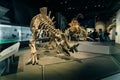 Drumheller, Canada - Mar 2023 Visitors flock to the dinosaur exhibits at the entrance of the Royal Tyrrell Museum Royalty Free Stock Photo