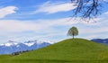 Drumlin hill top with a single tree under blue sky Royalty Free Stock Photo