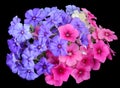 Drummond Phlox mixed colors black background