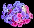 Drummond Phlox mixed colors isolated