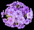 Drummond Phlox purple bouquet