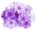 Drummond Phlox purple insulated